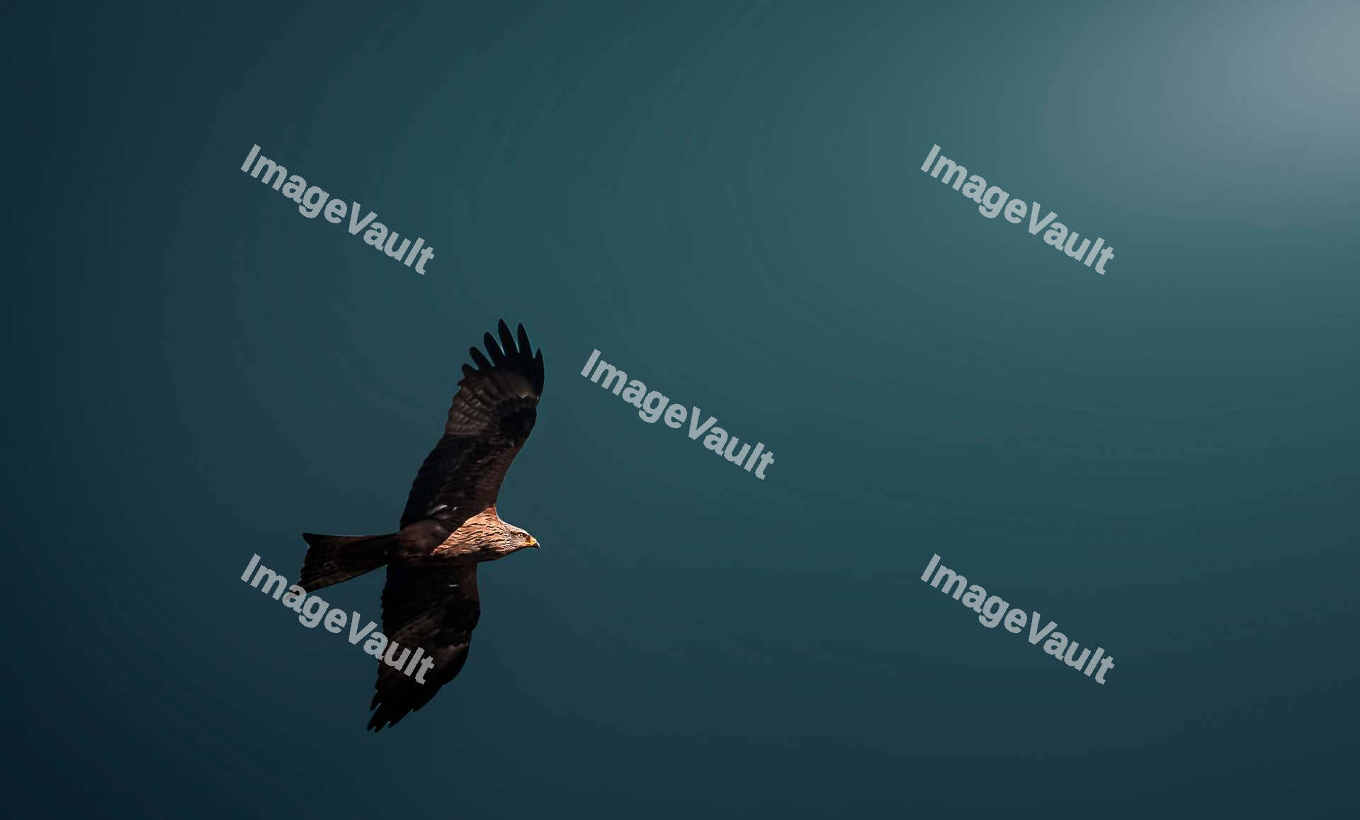 Black kite flying